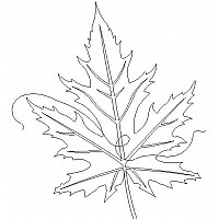 maple leaf border